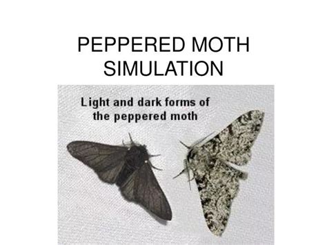 peppered moth game|peppered moth simulation.